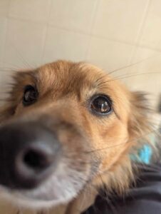 Pet Image